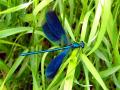 witezianka byszczca (Calopteryx splendens)